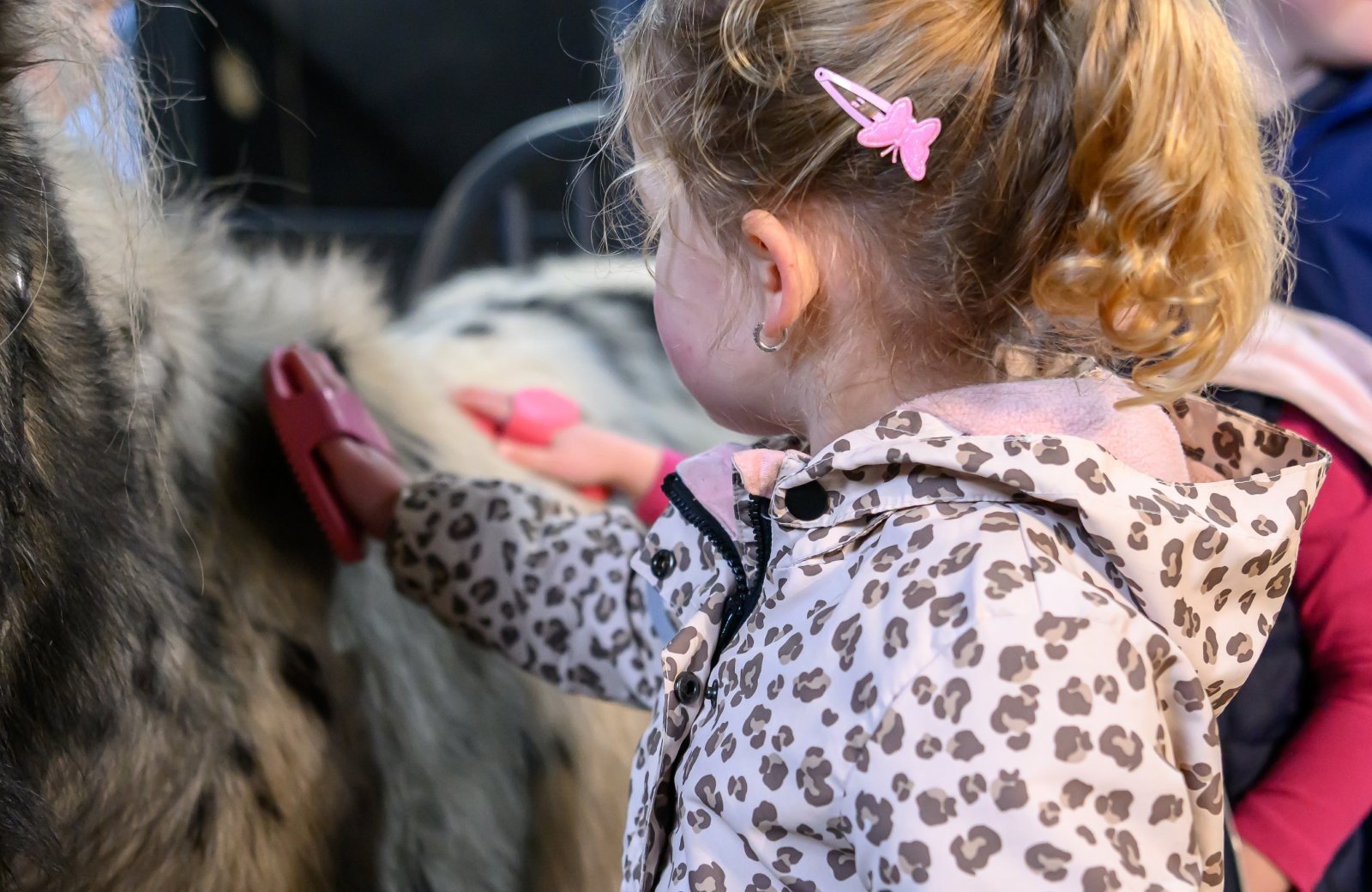 Pony bürsten und pflegen